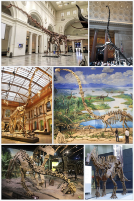 1-й ряд: патаготитан, барозавр; 2-й ряд: жираффатитан, эмэйзавр; 3-й ряд: шунозавр, амаргазавр