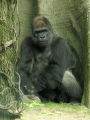 Hominidae : Gorilla gorilla
