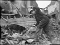 Air Raid Precautions dog at work in Poplar, London, England, 1941