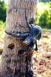 photograph of a coconut crab