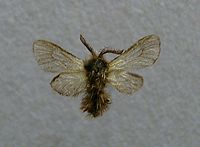 Adult specimen of Phalacropterix graslinella (Oiketicinae)