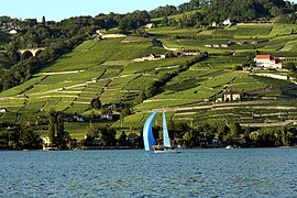 Jaden rezen yo nan Lavaux nan bò Lac Léman, Vaud.