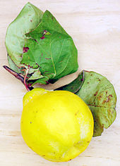 photograph of a single, bright yellow quince