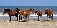Cinq chevaux des Outer Banks à Corolla.