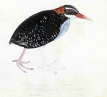 A watercolour of a Tahiti rail (Hypotaenidia pacifica) by Georg Forster. The inscription reads "Rallus pacificus. Taheitee. Oomnaoe. Oomeea keto ōw'"