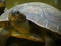 Arrauschildkröte (Podocnemis expansa)