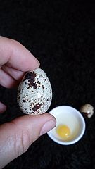 Перепелиное яйцо в руках человека