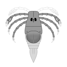 Reconstruction of ''Megarachne'', with parts missing from its fossils based on fossils of its relatives.