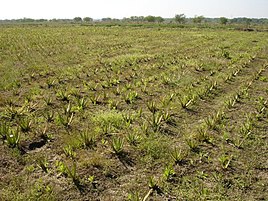 Aloe vera farming in Chhattisgarh