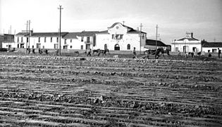 Labrando el campo para el cultivo de cacahuetes, 1948, Valencia