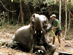 Mahout and tamed pachyderm