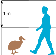 A diagram comparing the size of a dodo compared to a human. The dodo reaches about to the height of the human knee