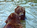Lolka és Bolka, a fiatal barna medve hímek