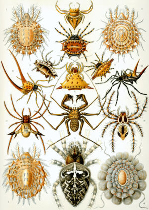 "Arachnida" ab le Kunstformen der Natur de Ernst Haeckel, 1904