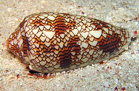 Chaos: shell of gastropod mollusc the cloth of gold cone, Conus textile, resembles Rule 30 cellular automaton