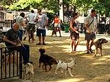 מתחם הכלבים בפארק