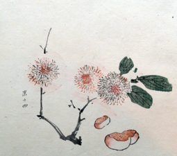 Větévka se třemi ochmýřenými plody a třemi listy, pod ní tři kaštany. Tušová kolorovaná kresba