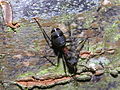 Formiga do xénero Camponotus, Bastavales, Brión