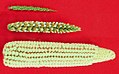 Image 37Top: teosinte, bottom: maize, middle: maize-teosinte hybrid (from Evolutionary history of plants)