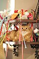 Кошка на полке с кошачьими игрушками
