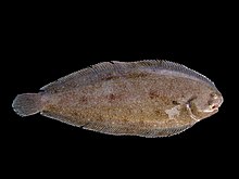 photograph of a whole, flat fish