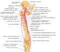 Schema arterelor care decurg din arterele iliace și femurale externe.