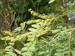 Krūminė amorfa (Amorpha fruticosa)