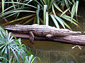 Cocodrilo australiano de agua dulce (Crocodylus johnstoni)