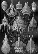 Radiolaria drawn by Haeckel in his Kunstformen der Natur (1904).