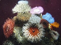 Sea anemones have rotational symmetry.