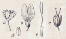 Dessin schématique montrant cinq organes floraux décomposés.