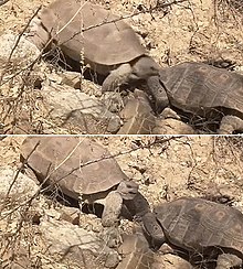 Frames from a film showing one desert tortoise biting the other desert tortoise