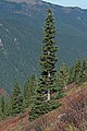 Image 33The narrow conical shape of northern conifers, and their downward-drooping limbs, help them shed snow. (from Conifer)