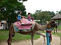 Children riding on the camel at Everland