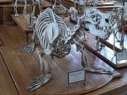 Esqueleto de un lobo marino.