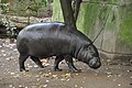 Pygmy hippopotamus at Fondazione Bioparco di Roma on zooinstitutes.com