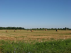 A field in Salt Creek Township