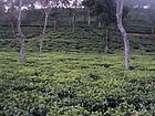 A Tea Garden of Cachar, Assam, India