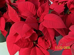 Poinsettia - Euphorbia pulcherrima 'Premium Red'