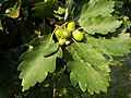 Miniatura per Quercus petraea
