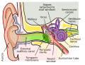 Human ear anatomy.   Brown is outer ear.   Red is middle ear.   Purple is inner ear.