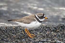 Common ringed plover (Charadrius hiaticula) Oppdal