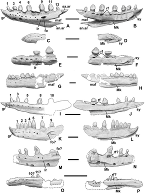 Photos and diagrams of various fossil lower jaws