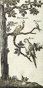 A sepia line drawing showing three macaws sitting on the branches of a tree; they are labelled "Papagay", "Perique Papagay" and "Aras".