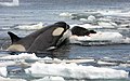 남극 반도 로드라 연구 기지의 범고래와 웨들해물범. 범고래는 무리를 지여 사냥하면서 가끔 다른 고래를 죽이는 것으로 알려져 있어 "바다의 늑대"로도 알려져 있으며, 심지어는 백상아리를 일대일로 죽인 기록도 있다.[19]