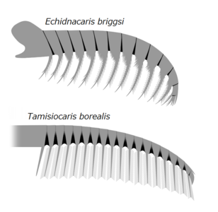 Frontal appendages of Tamisiocarididae