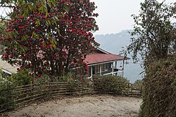 Pattabong Tea Garden