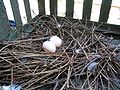Nest mit zwei Eiern