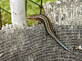 Image 24 American five-lined skink Photo: Thegreenj The American five-lined skink (Eumeces fasciatus) is one of the most common lizards in the eastern United States, as well as one of the five lizard species extant in Canada. It is a small to medium sized skink growing to about 12.5 to 21.5 cm (4.9 to 8.5 in). Juveniles (as seen here) are dark brown to black with five distinctive white to yellowish stripes running along the body and a bright blue tail. More selected pictures