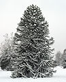 Juvenile tree in winter
